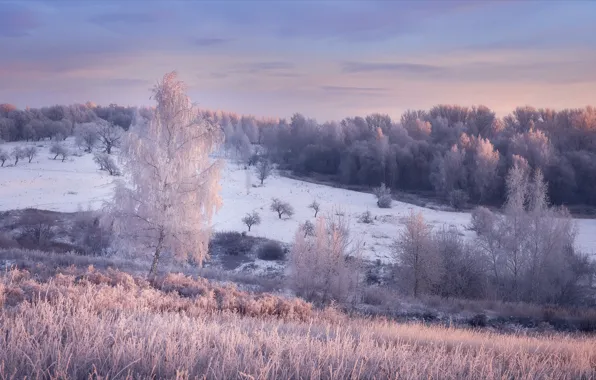 Picture winter, frost, grass, snow, trees, landscape, nature, dawn, morning, forest, Alexey Bagaryakov