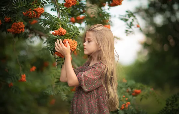 Picture branches, nature, berries, girl, child, Rowan, bunches, Yuriy Korotun
