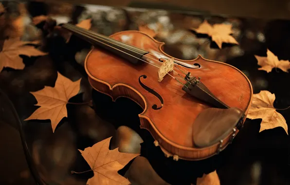 Picture autumn, leaves, violin