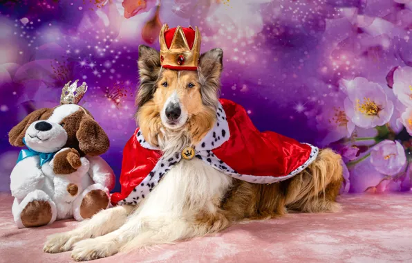 Picture dogs, look, face, pose, dog, crown, king, photoshoot, king, collie, model, accessories