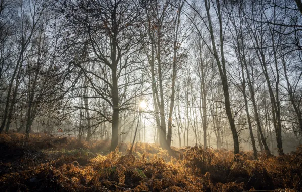 Picture autumn, forest, fog, morning