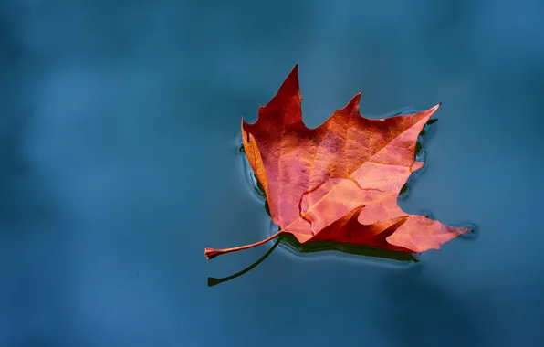 Picture autumn, water, red, leaf, pond, floats, autumn, maple, autumn leaf
