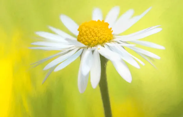 Picture flower, Daisy, white, art processing