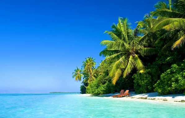 Picture sea, beach, palm trees, the ocean, shore, Paradise
