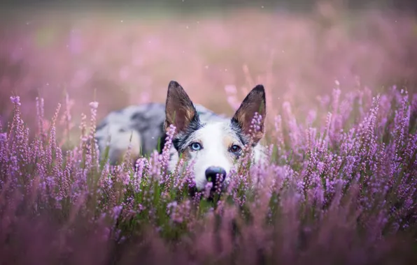 Picture field, summer, look, face, flowers, background, lilac, glade, portrait, dog, nose, lies, ears, lilac, different …