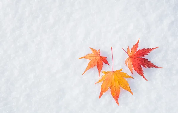 Picture winter, autumn, leaves, snow, maple, winter, background, autumn, snow, leaves, maple
