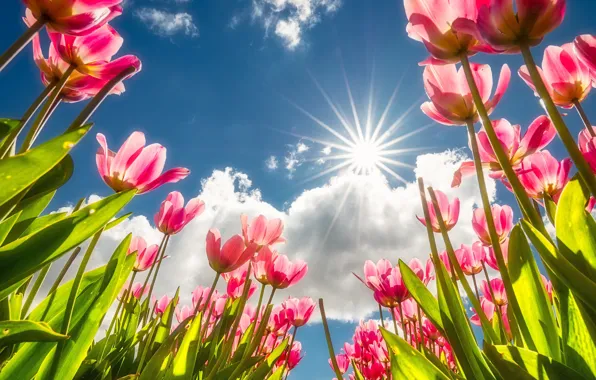 Picture the sky, the sun, clouds, rays, tulips