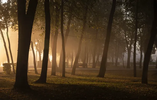 Picture trees, fog, Park, trees, park, fog, Дмитрий Захаров