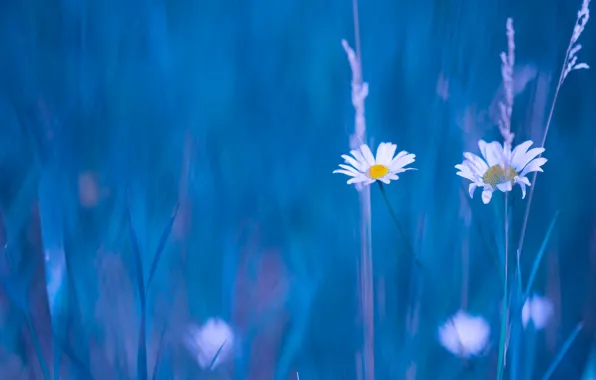Picture background, chamomile, blur, Duo, grass
