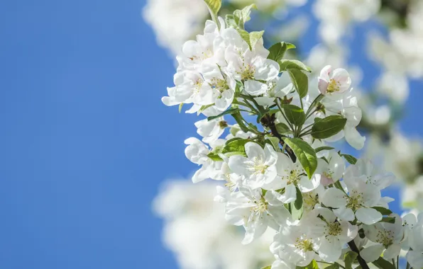 Picture the sky, flowers, branches, blue, spring, white, Apple, flowering, Apple blossoms