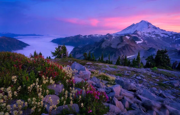 Picture flowers, mountains, stones, The cascade mountains, Mount Baker, Washington State, Cascade Range, Washington, Mount Baker