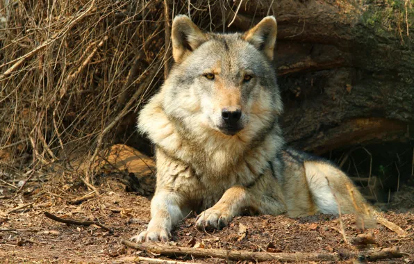 Picture look, face, branches, pose, grey, tree, wolf, predator, lies, wildlife