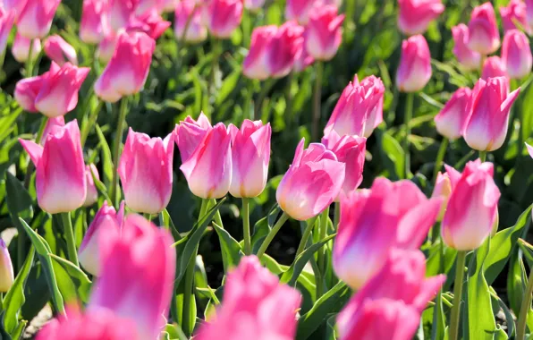 Picture field, leaves, light, flowers, glade, spring, tulips, pink, buds, a lot