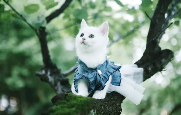 Picture cat, white, look, branches, nature, kitty, tree, clothing, dress, baby, bokeh