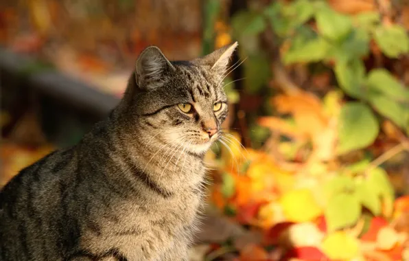 Picture autumn, cat, cat, look, leaves, light, nature, pose, grey, face, sitting, striped, bokeh