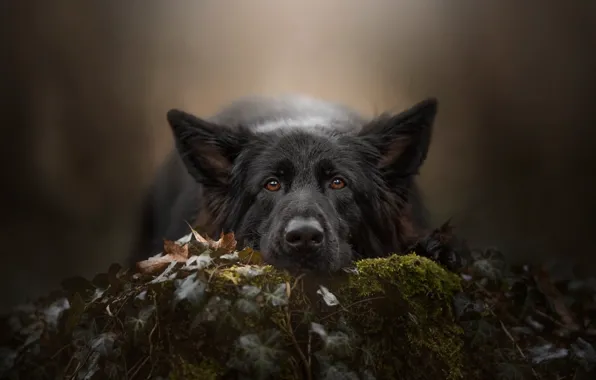 Picture look, face, background, moss, dog, German shepherd