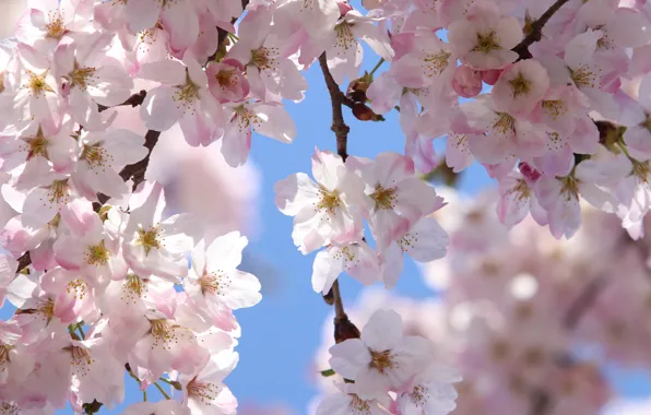 Picture flowers, spring, Sakura, flowering