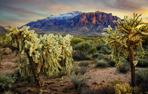 Picture landscape, mountains, nature, AZ, cacti, USA, Apache Junction