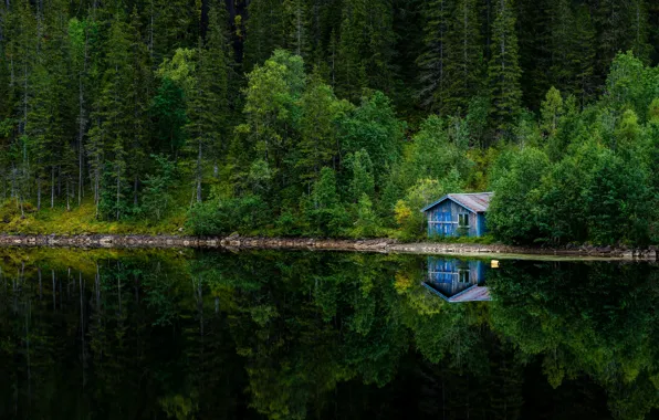 Picture greens, forest, summer, lake, reflection, shore, house, pond, mirror