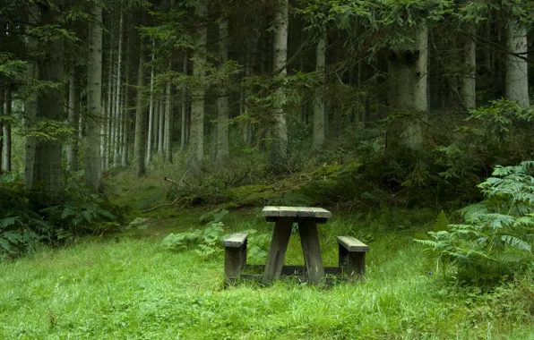 Picture benches, on the meadow, spruce forest