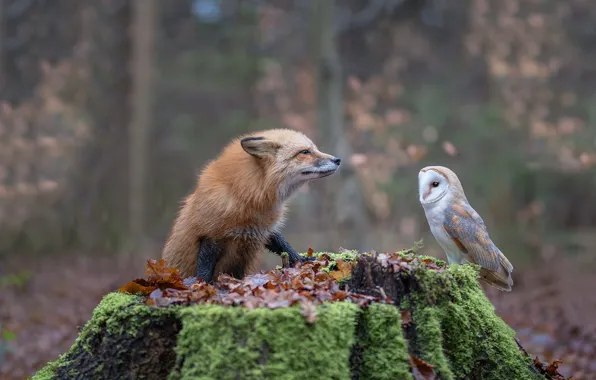 Picture autumn, forest, look, leaves, nature, pose, owl, bird, moss, stump, Fox, bokeh, the barn owl