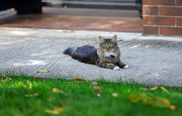 Picture cat, lawn, lies, the sidewalk