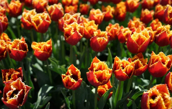 Picture light, flowers, glade, bright, spring, tulips, red, orange, buds, flowerbed, bokeh