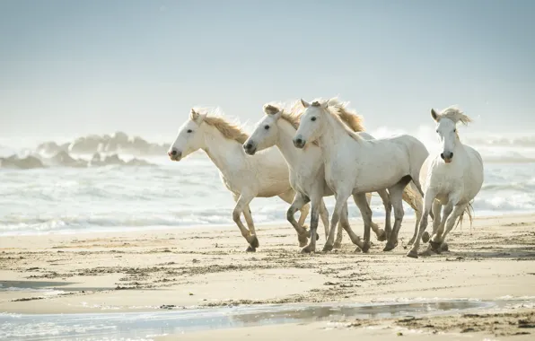 Picture sea, shore, horses