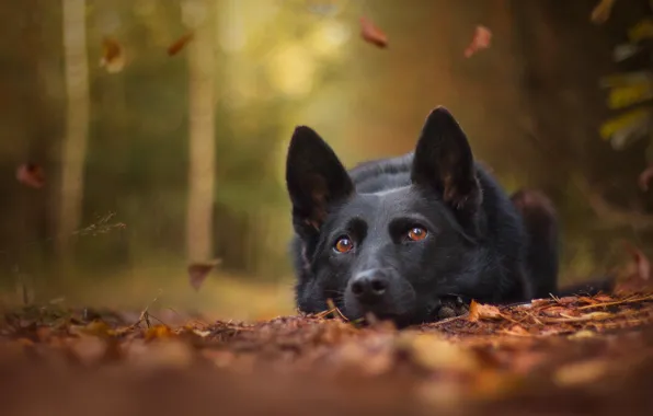 Picture autumn, face, leaves, dog, bokeh, German shepherd