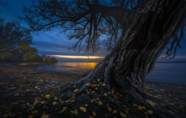 Picture leaves, night, tree, shore