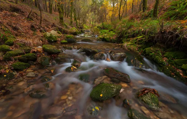 Picture autumn, forest, leaves, stream, stones, for, moss, slope, river