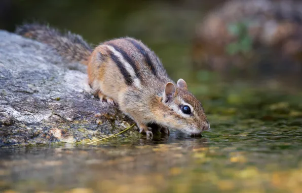 Picture nature, pose, Chipmunk, drink