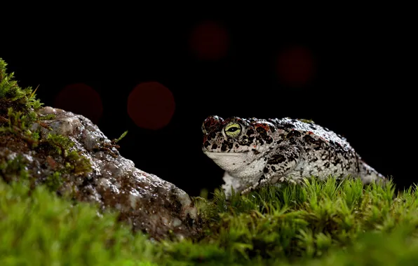 Picture stone, moss, frog, black background, toad, bokeh, spotted