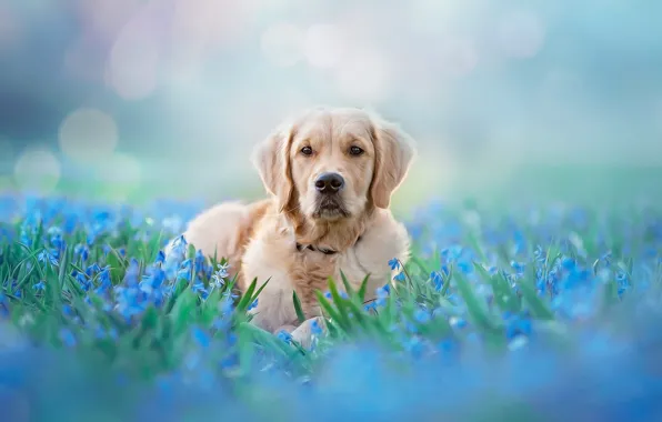 Picture look, face, light, flowers, nature, pose, background, blue, glade, tenderness, portrait, dog, spring, blue, lies, …