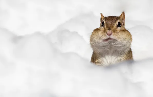 Picture winter, look, snow, muzzle, the snow, white background, Chipmunk, Peeps, cheeks