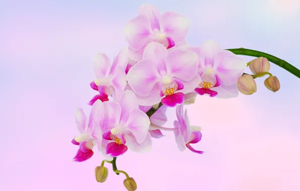 Picture branch, exotic, Orchid