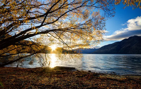 Picture autumn, the sun, rays, landscape, mountains, branches, nature, lake, tree, morning, New Zealand, Wakatipu