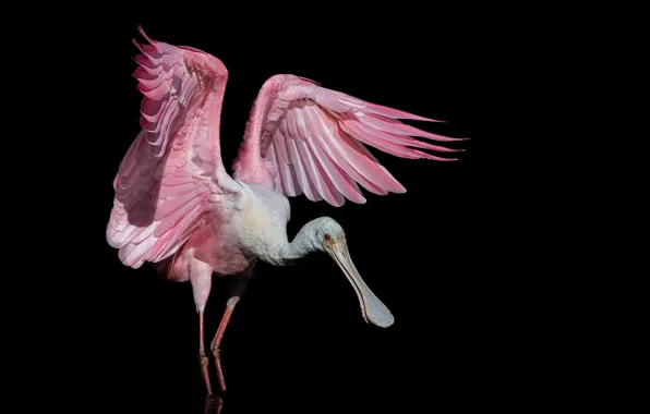 Picture background, bird, Roseate Spoonbill