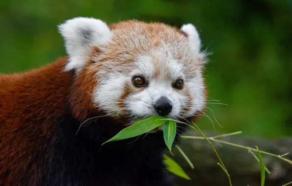 Picture face, green, background, portrait, red Panda, lunch, red Panda, twigs, bamboo leaves