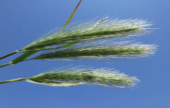 Picture the sky, nature, spikelets