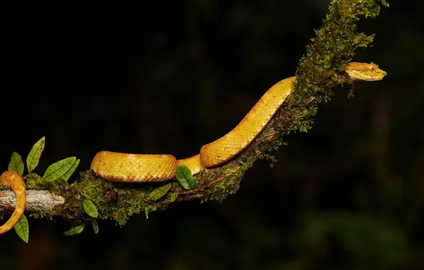 Picture leaves, moss, snake, branch, black background, yellow