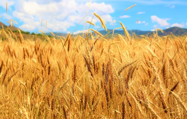 Picture field, summer, the sky, clouds, nature, blue, hills, rye, ears, cereals, grains, rye field