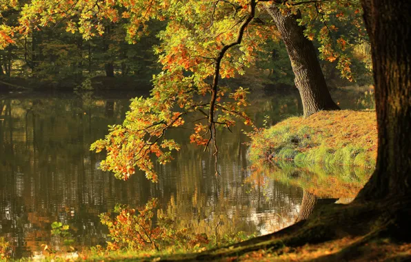 Picture autumn, tree, foliage, pond
