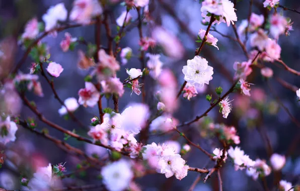 Picture flowers, branches, cherry, background, spring, Sakura, flowers, flowering