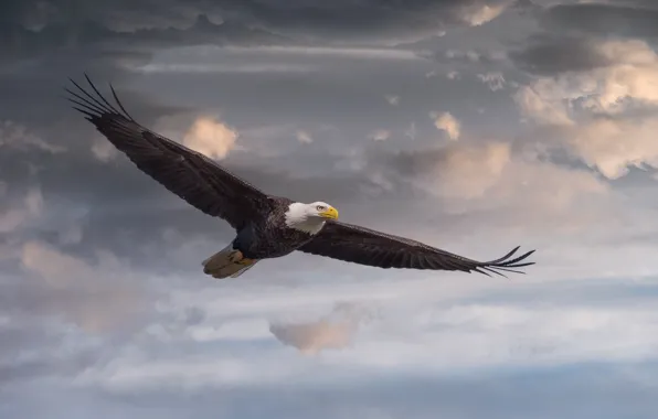 Picture the sky, clouds, flight, Bald Eagle