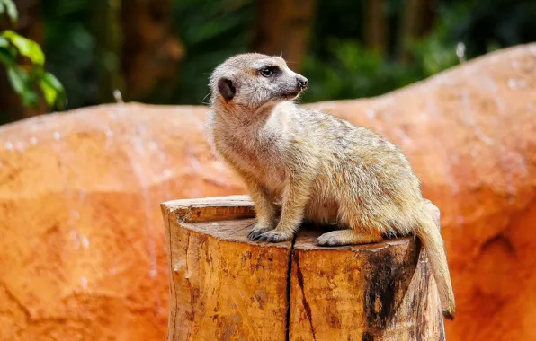 Picture look, pose, stump, sitting, meerkat
