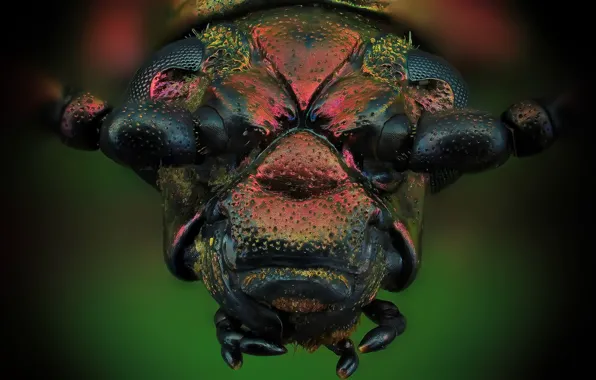 Picture macro, beetle, Sagra Oberthuri