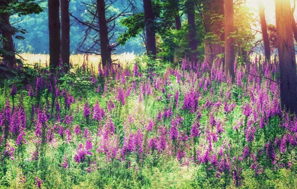 Picture forest, summer, light, trees, flowers, trunks, glade, pink, flowering, a lot, digitalis