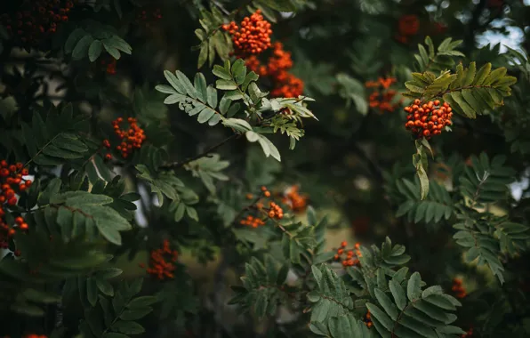 Picture autumn, leaves, branches, nature, berries, tree, fruit, red, orange, Rowan, bunches, bunches of Rowan