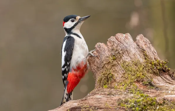 Picture bird, stump, woodpecker